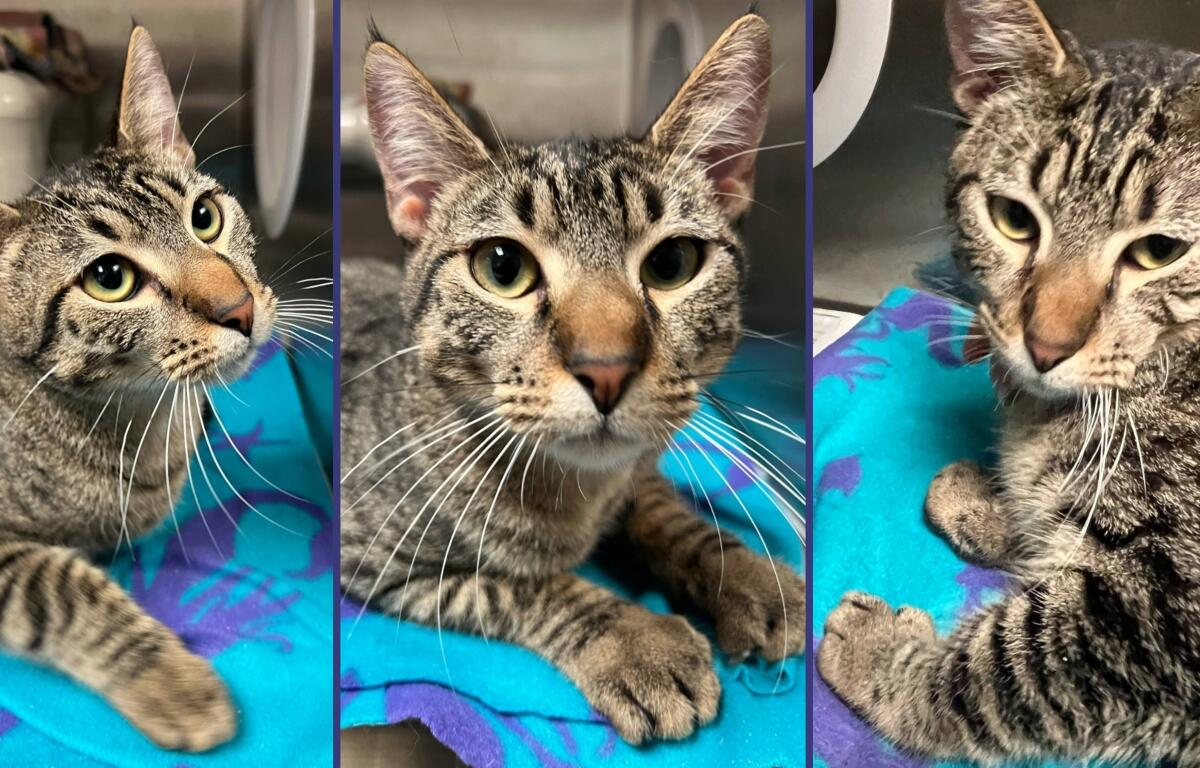 Prince the cat