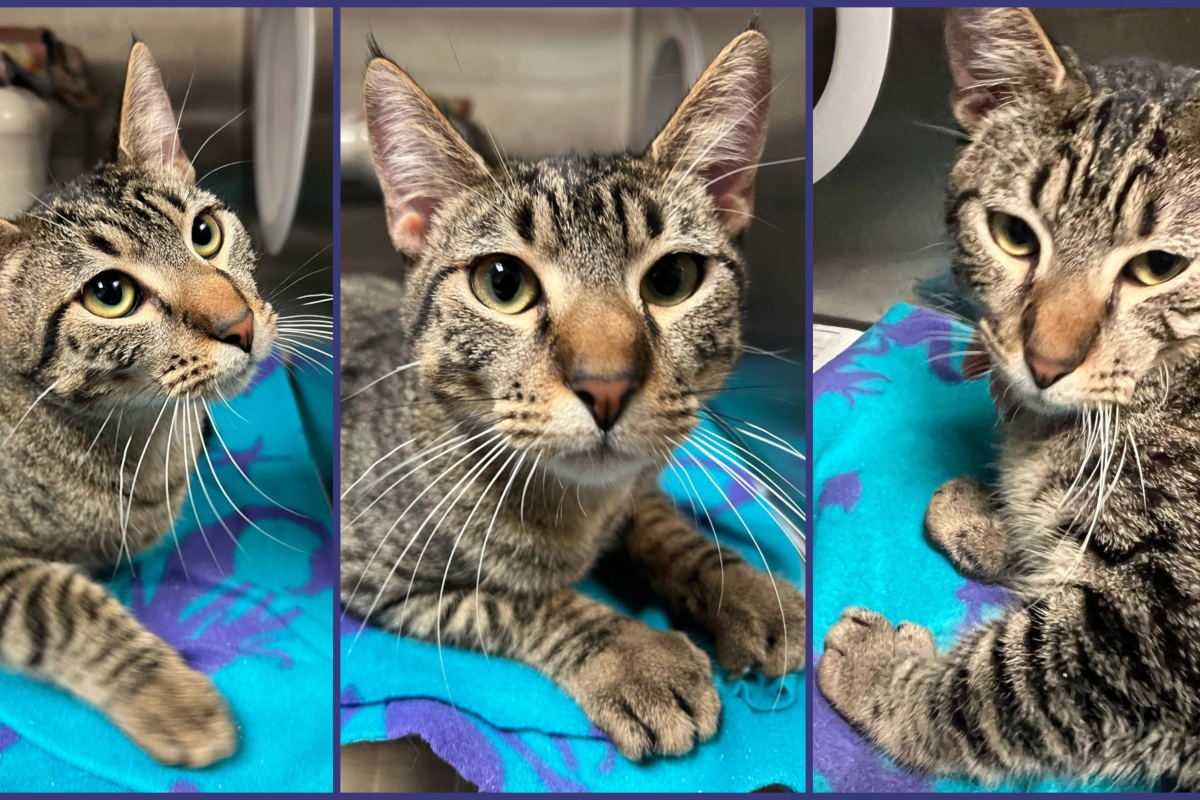 Prince the cat