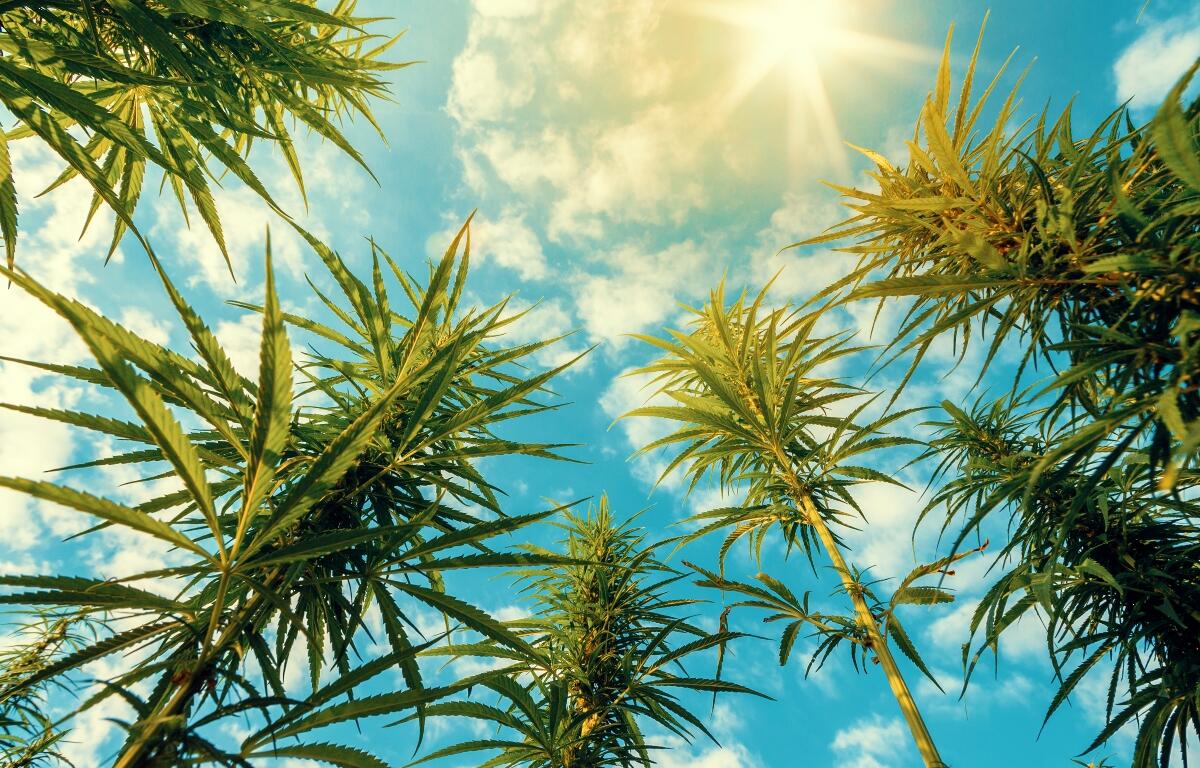 Cannabis plants
