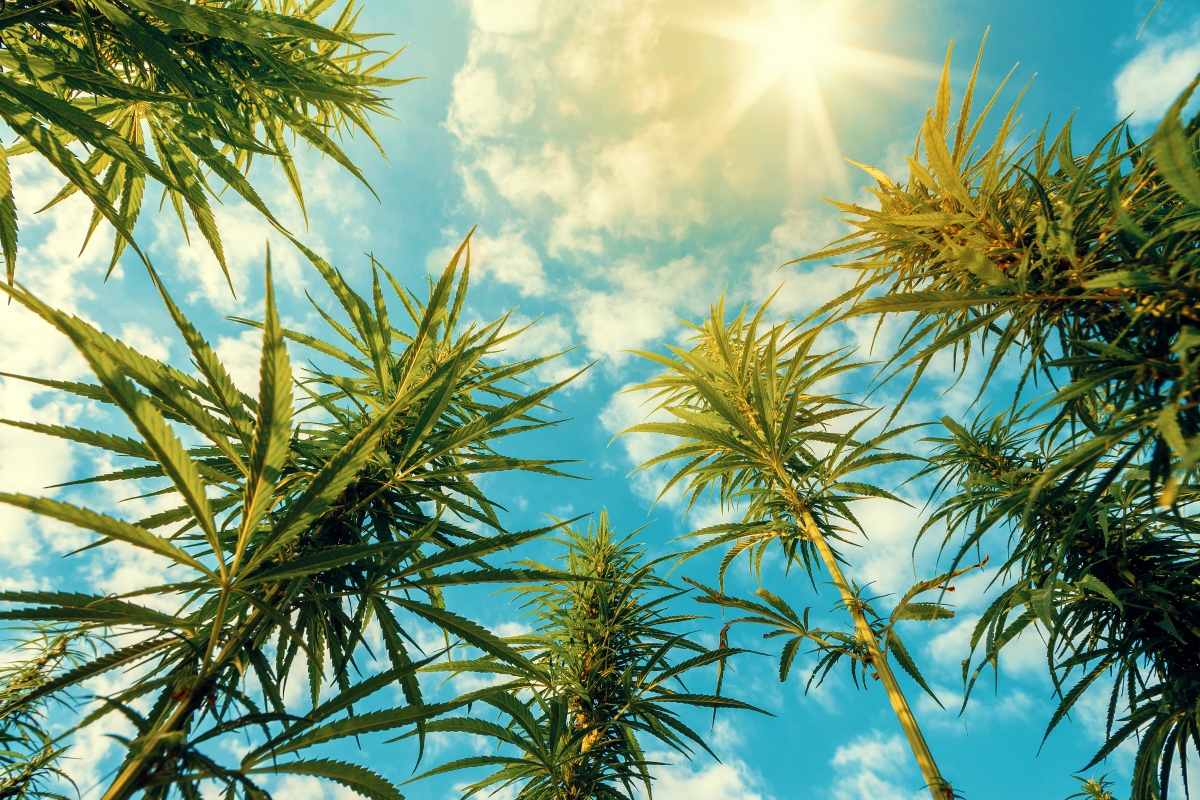 Cannabis plants