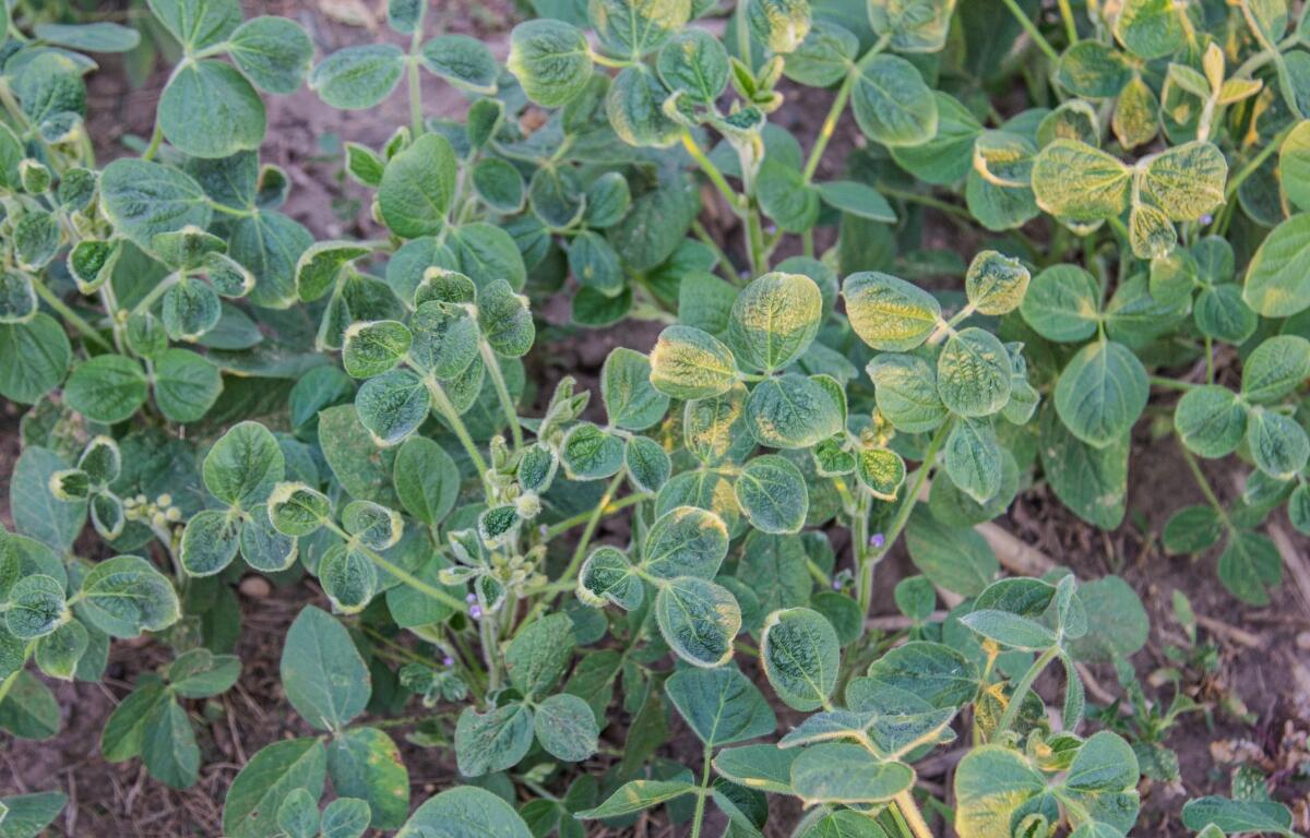 Soybeans damaged by dicambra herbicide