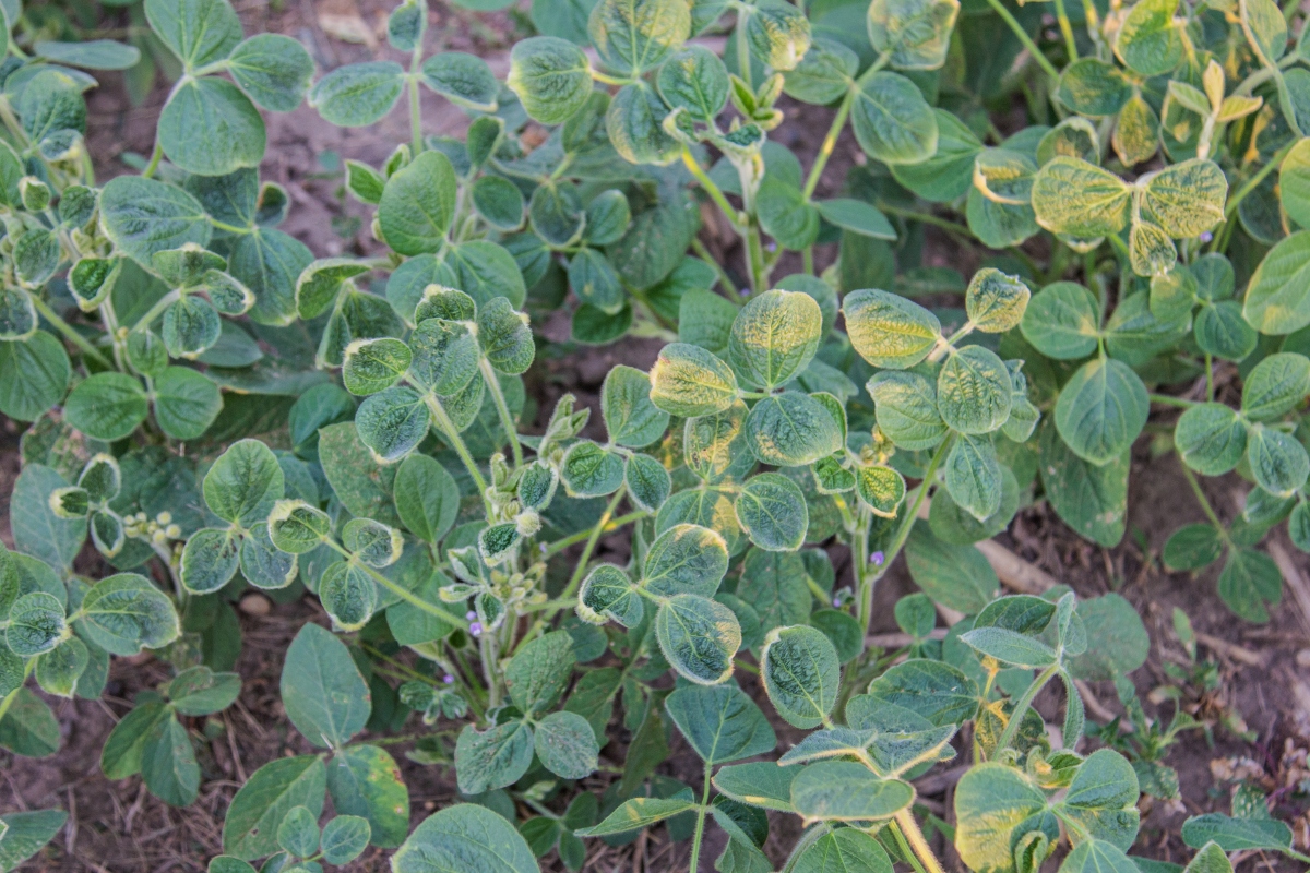 Soybeans damaged by dicambra herbicide