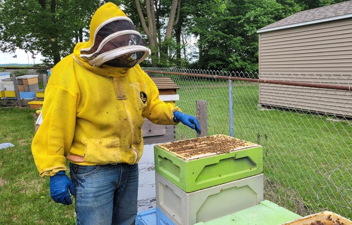 Luke Harvey, owner of the Riverview Road Apiary, inspects a frame of bees. (Medill Illinois News Bureau photo by Tom O’Connor)
