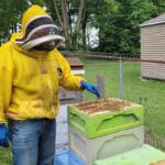 Luke Harvey, owner of the Riverview Road Apiary, inspects a frame of bees. (Medill Illinois News Bureau photo by Tom O’Connor)