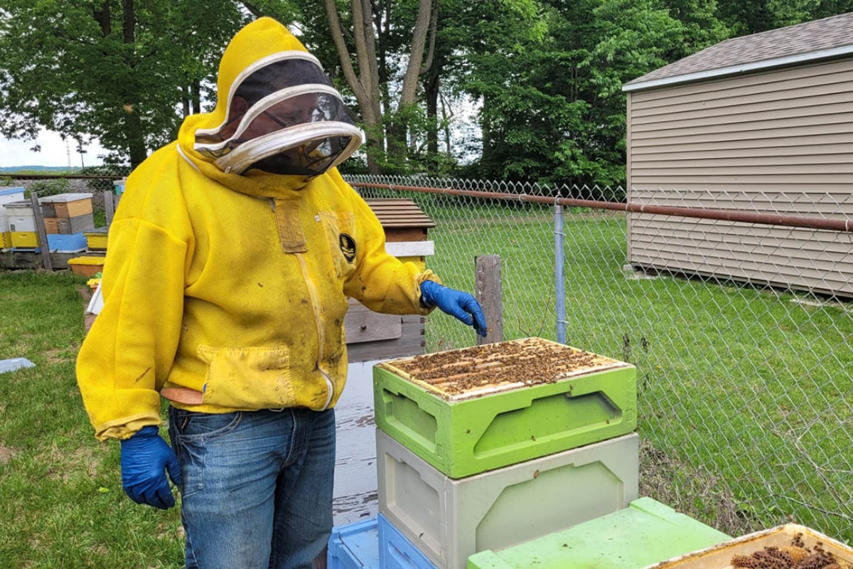 Luke Harvey, owner of the Riverview Road Apiary, inspects a frame of bees. (Medill Illinois News Bureau photo by Tom O’Connor)