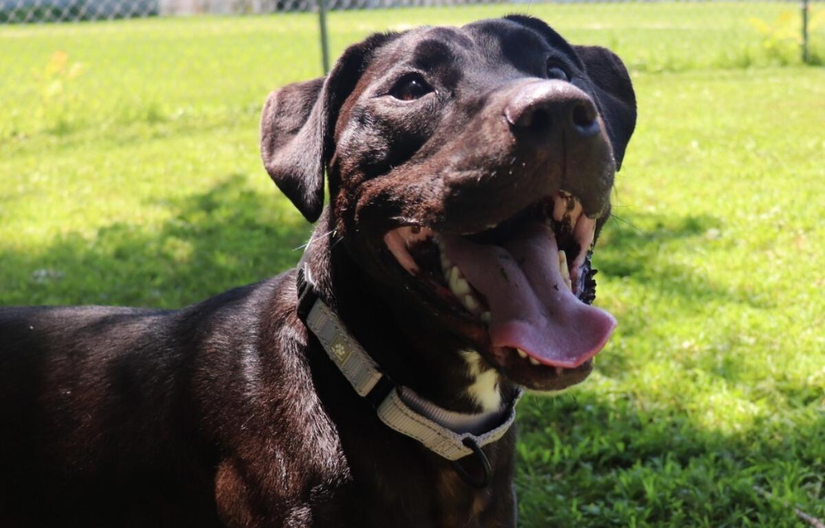 Duke -- the Animal Protective League Dog of the Week!