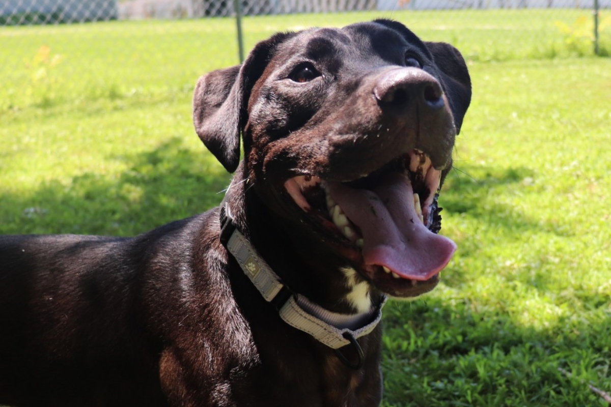 Duke -- the Animal Protective League Dog of the Week!