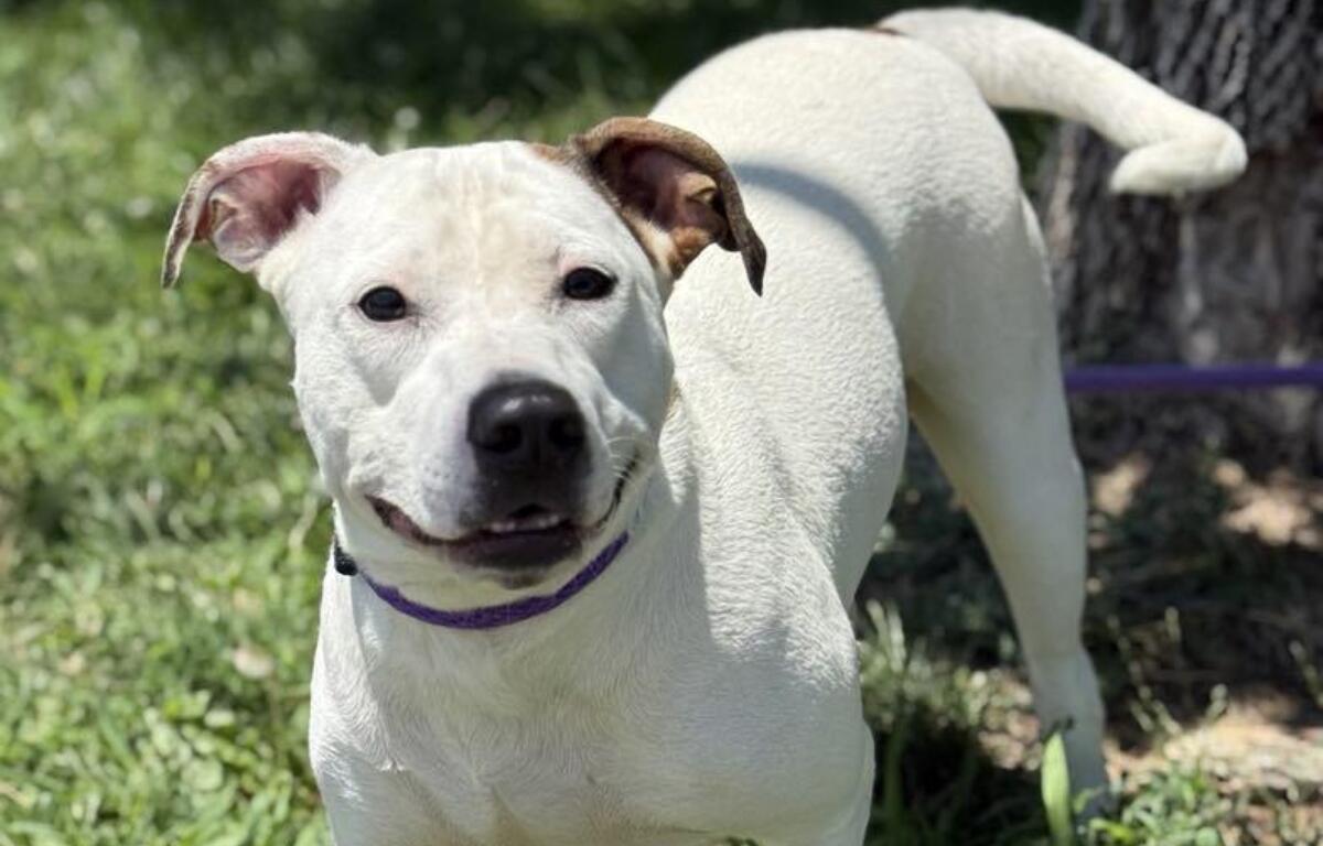 Pumpkin - Friends of Sangamon County Animal Control and Adoption Center Dog of the Week