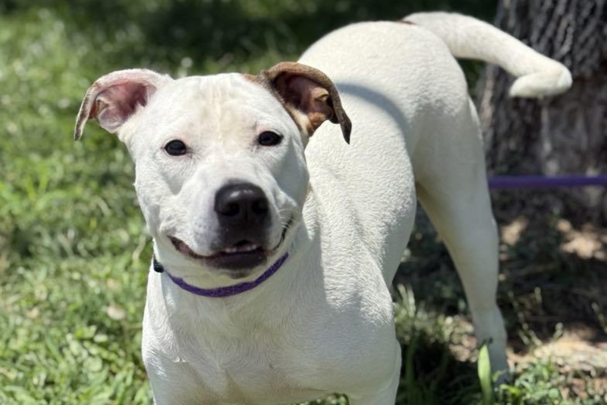Pumpkin - Friends of Sangamon County Animal Control and Adoption Center Dog of the Week