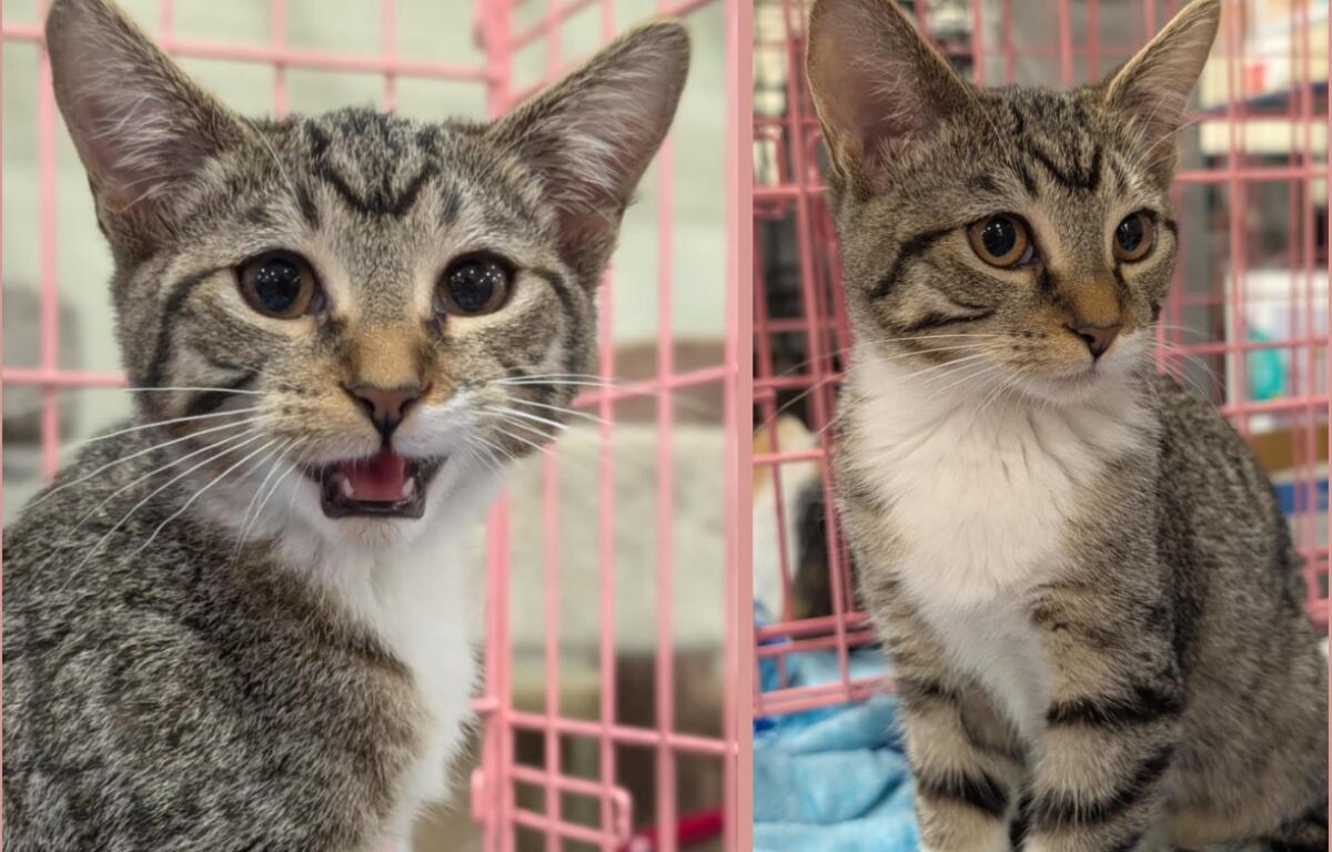 Rhea -- Meow Mobile Cat of the Week