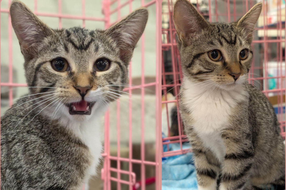 Rhea -- Meow Mobile Cat of the Week