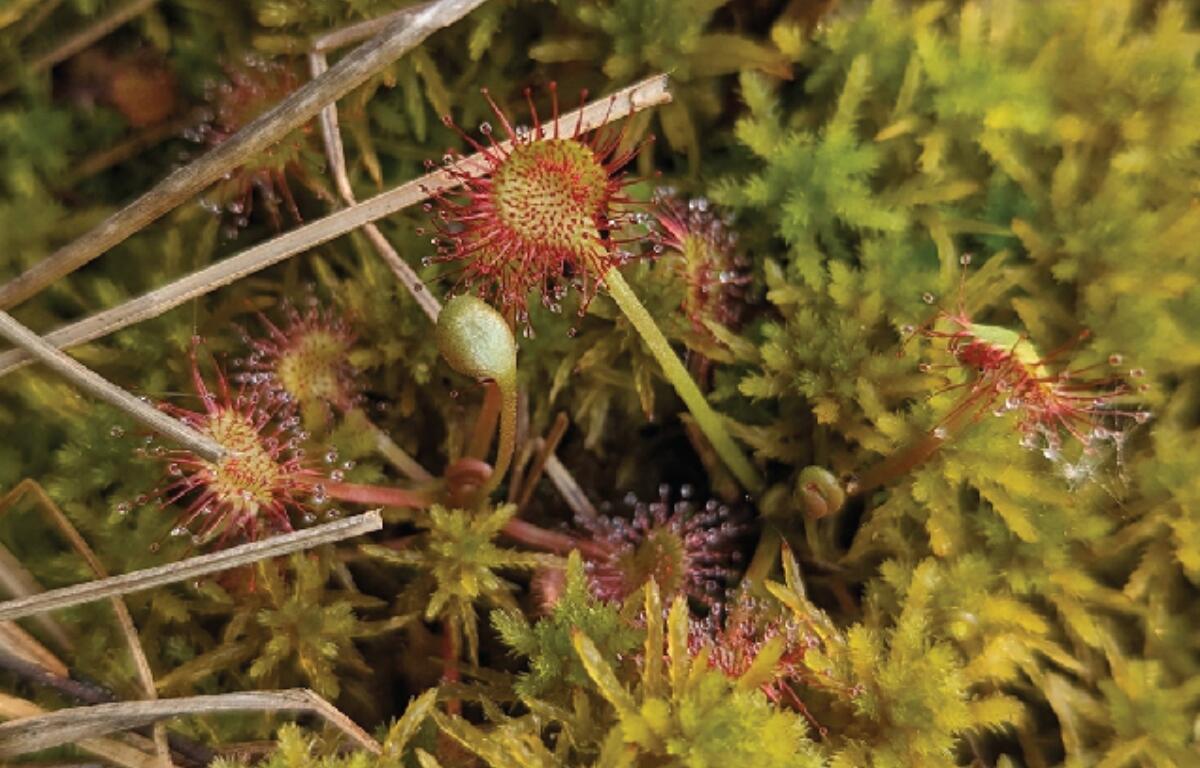 The round-leaved sundew plant in Illinois is listed as "threatened."