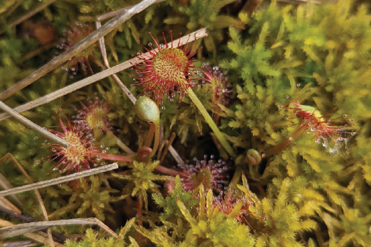 The round-leaved sundew plant in Illinois is listed as "threatened."