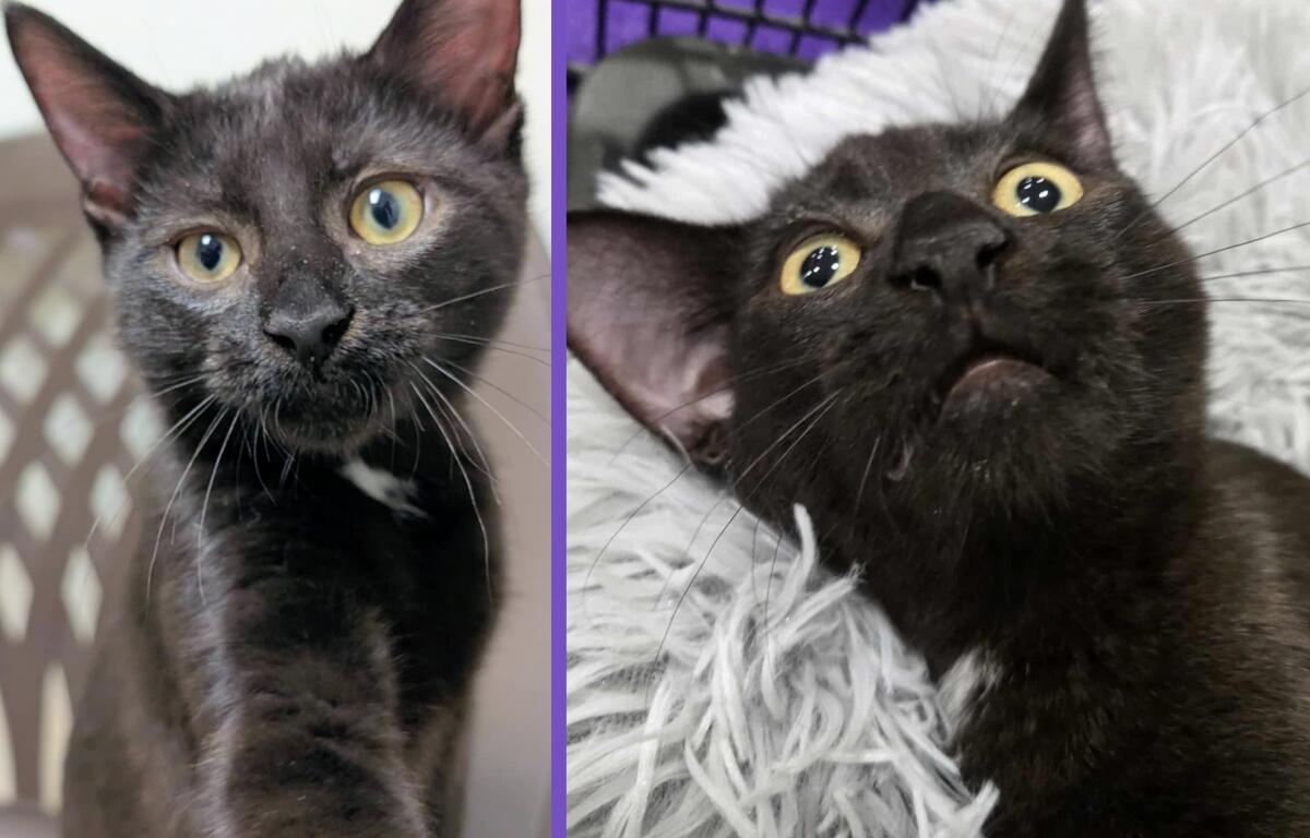 Bobbin -- Meow Mobile's Cat of the Week