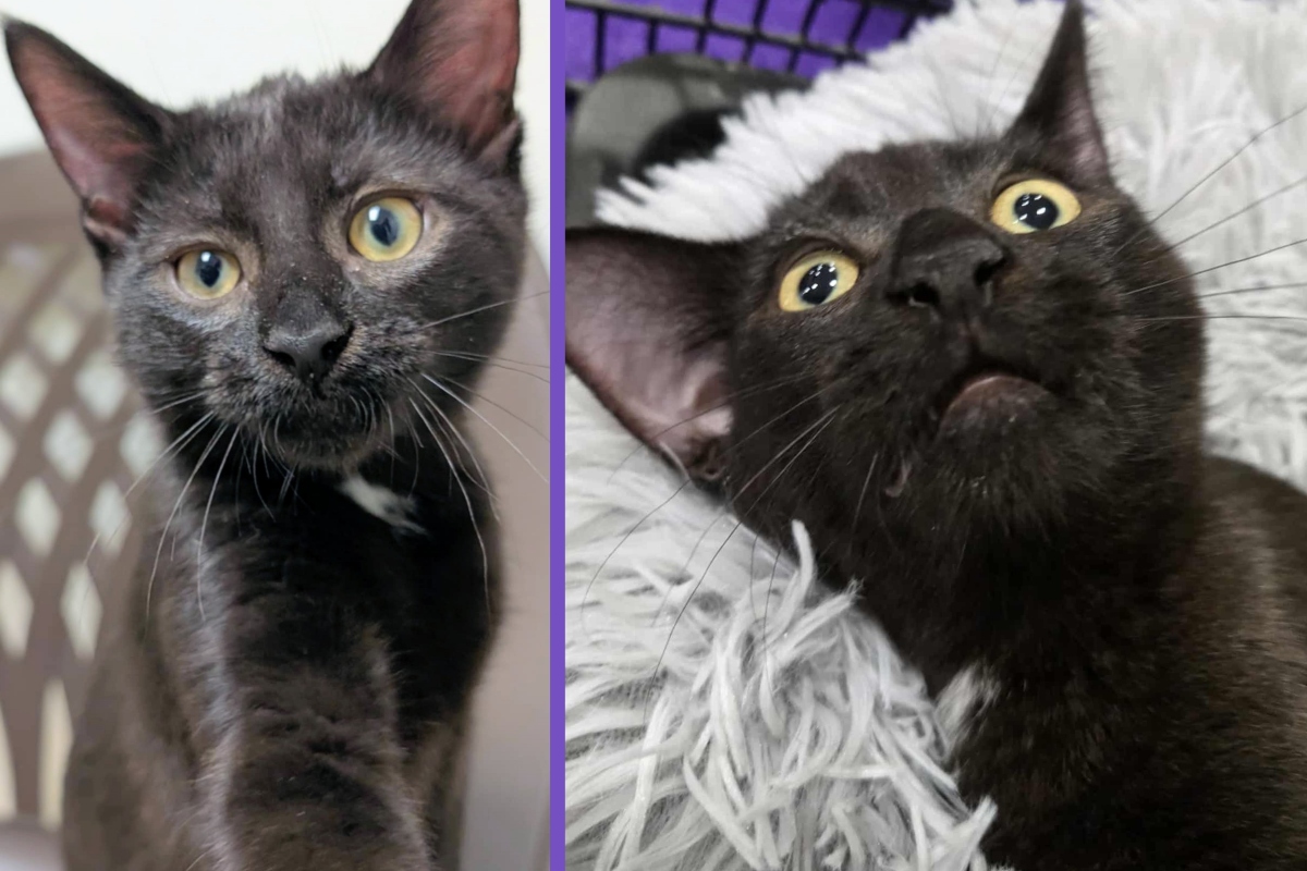 Bobbin -- Meow Mobile's Cat of the Week