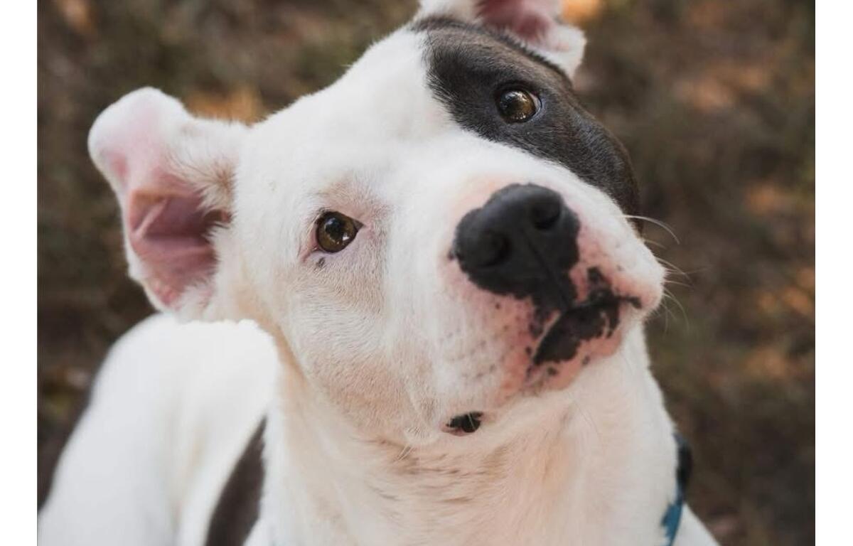 Bubbles -- Sangamon County Animal Control Dog of the Week