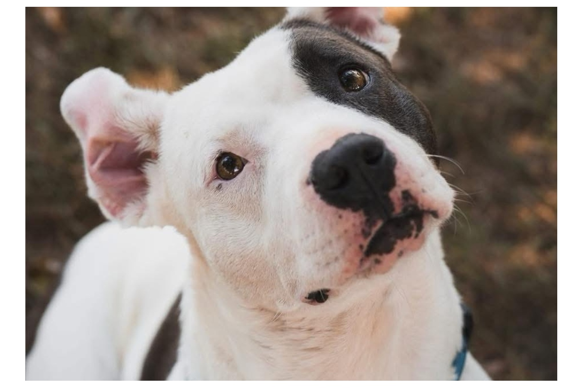 Bubbles -- Sangamon County Animal Control Dog of the Week