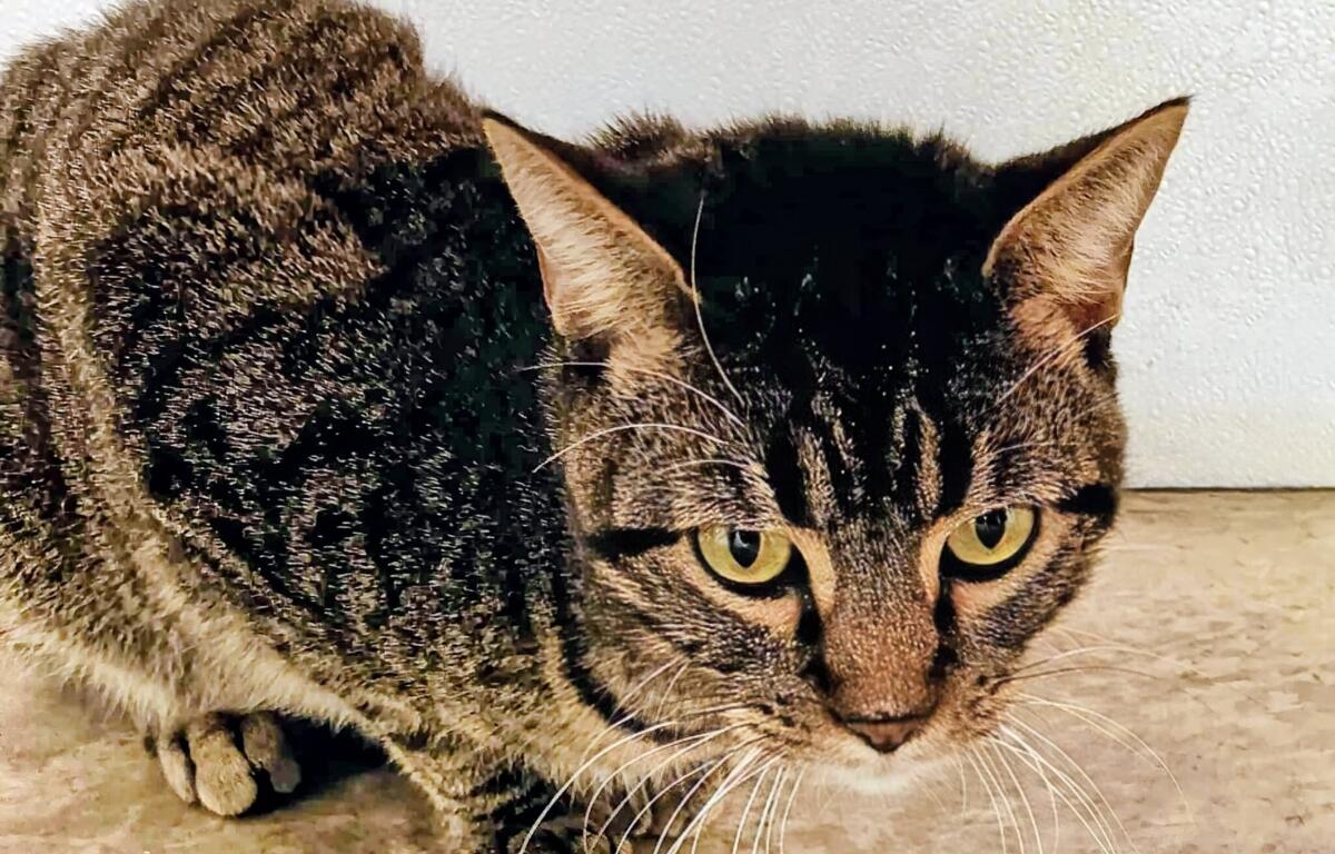 Battleship -- Meow Mobile's Cat of the Week
