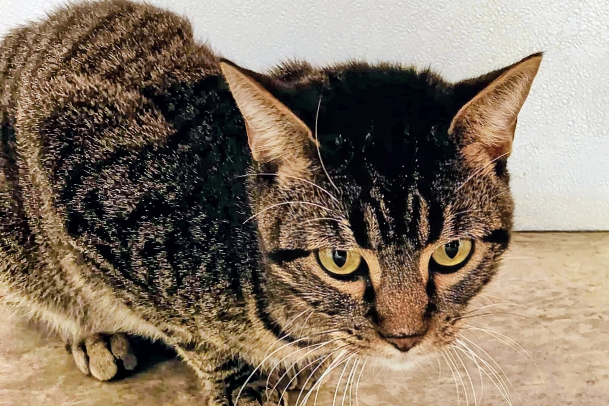 Battleship -- Meow Mobile's Cat of the Week