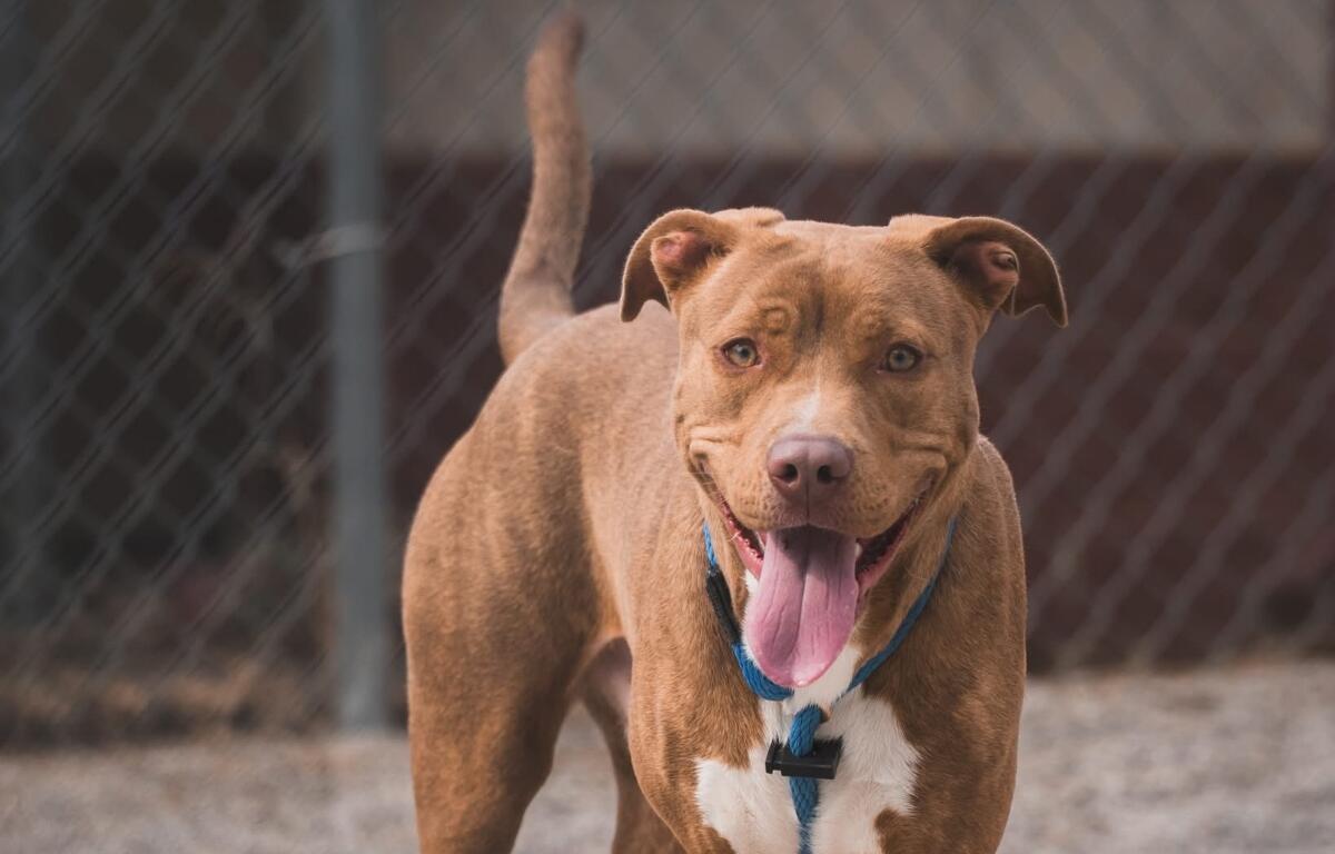 Everest -- Friends of SCACAC Dog of the Week