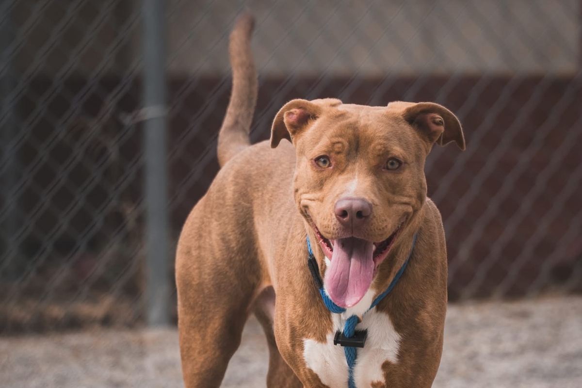 Everest -- Friends of SCACAC Dog of the Week