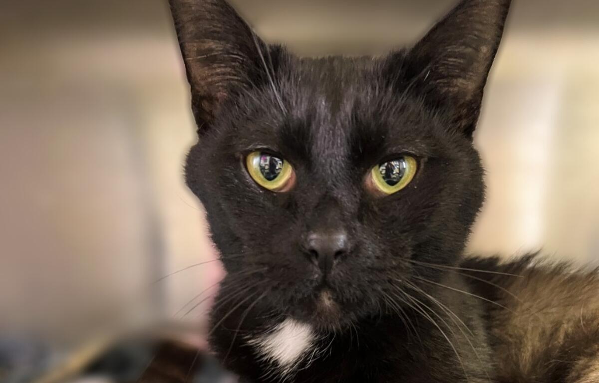 Ghost -- APL Cat of the Week