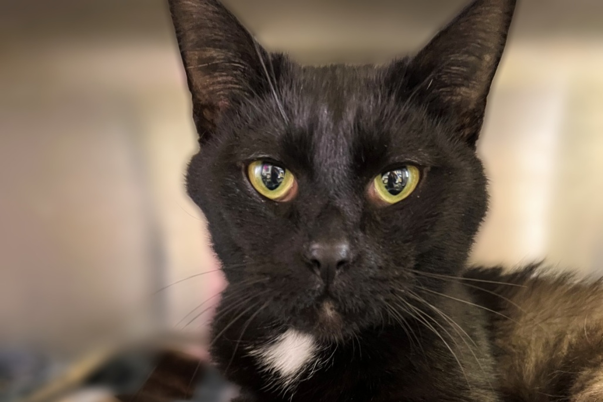 Ghost -- APL Cat of the Week