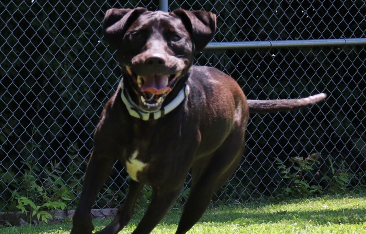 Leeta -- Animal Protective League Dog of the Week