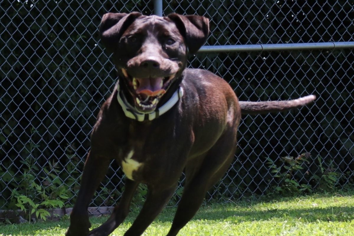 Leeta -- Animal Protective League Dog of the Week