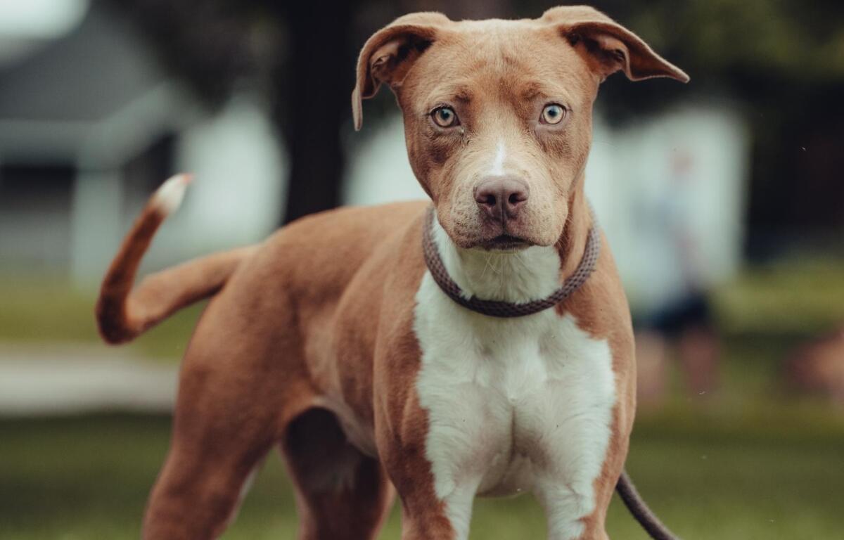 Luna - Friends of SCACAC Dog of the Week