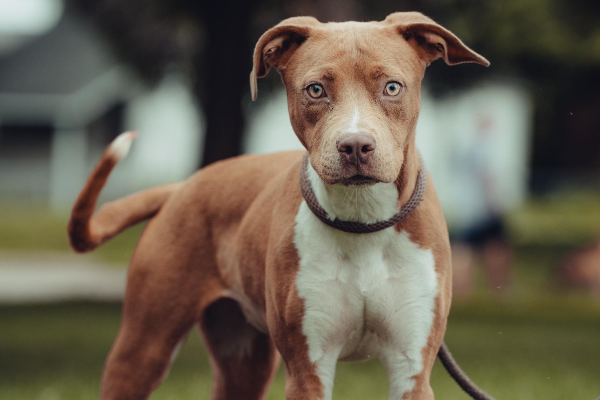 Luna - Friends of SCACAC Dog of the Week