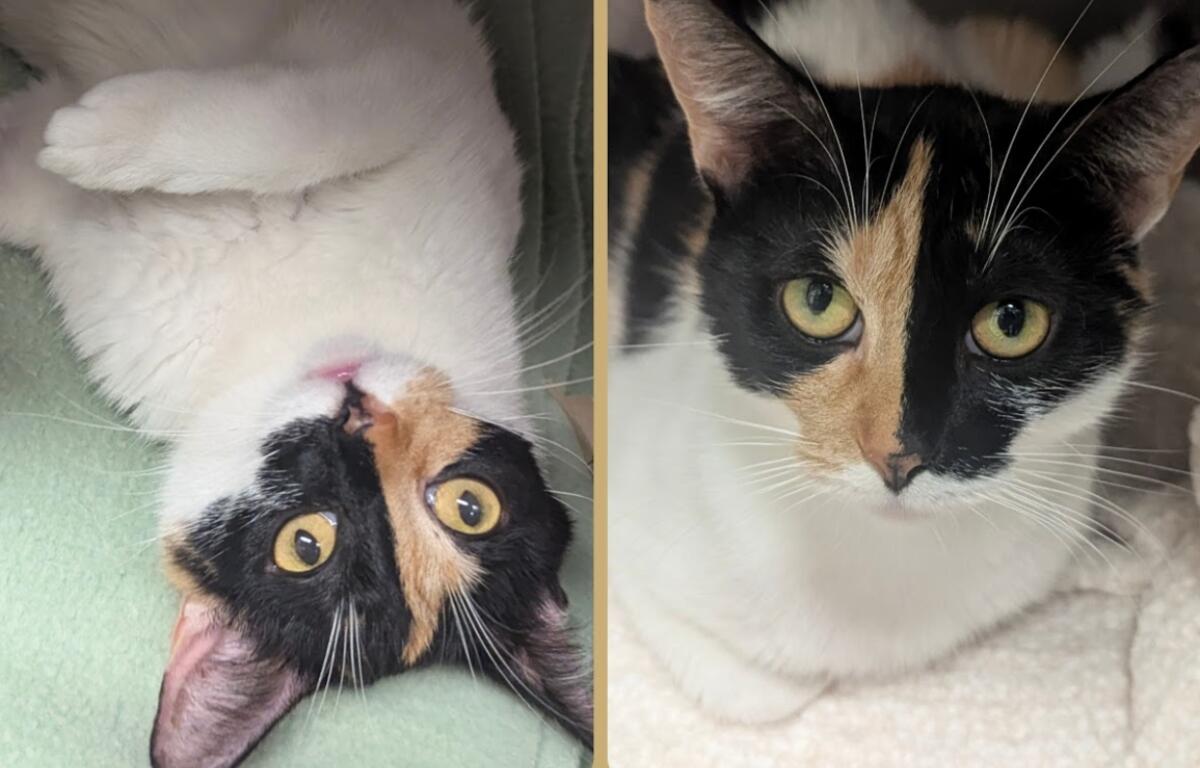 Wren us up for adoption now through the Meow Mobile!