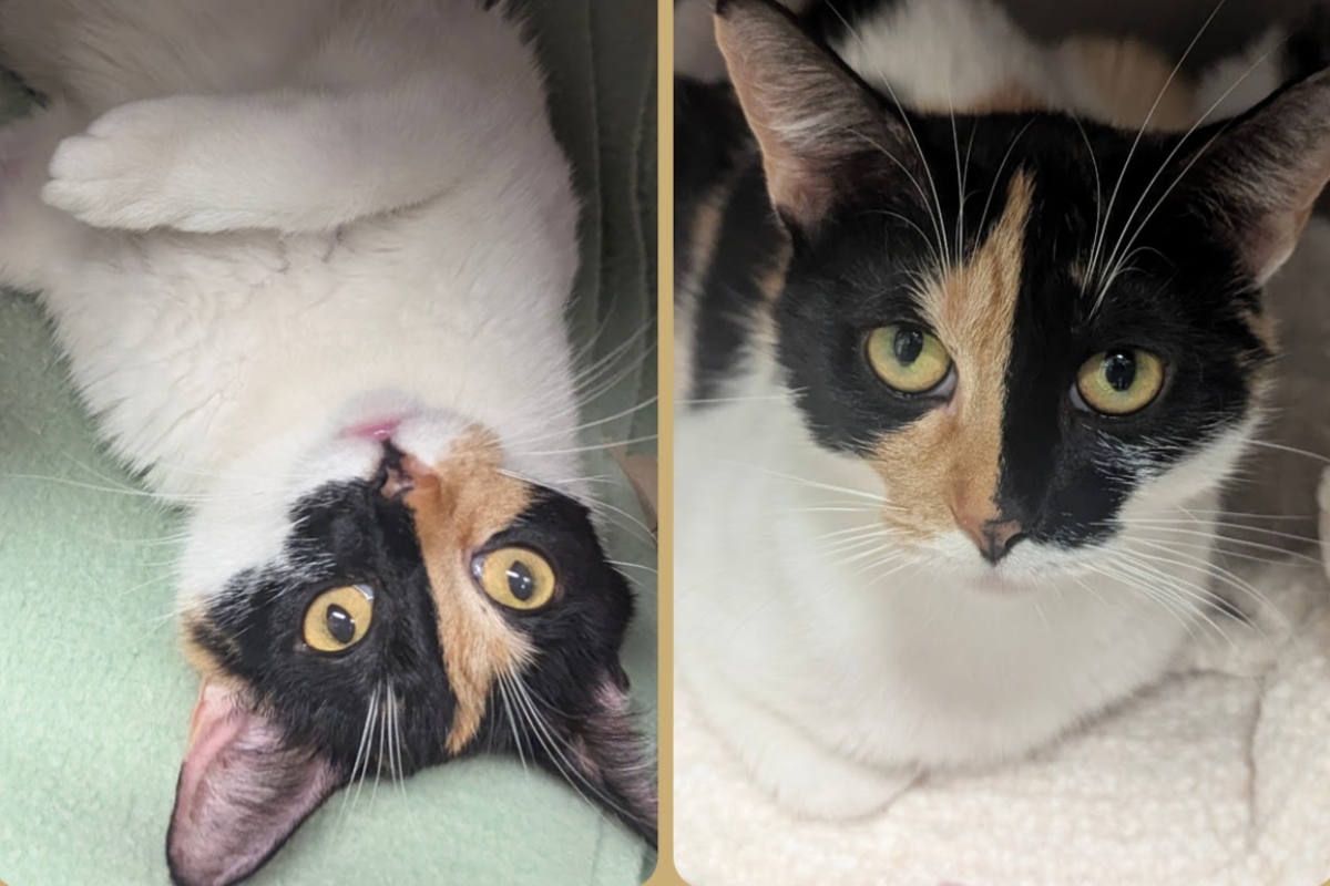 Wren us up for adoption now through the Meow Mobile!