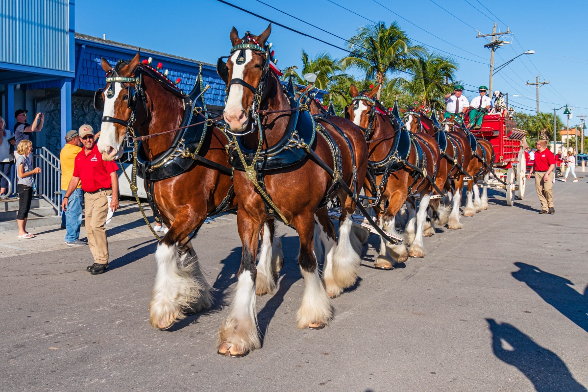 The Budweiser Clydesdales are coming to the Illinois State Fair.