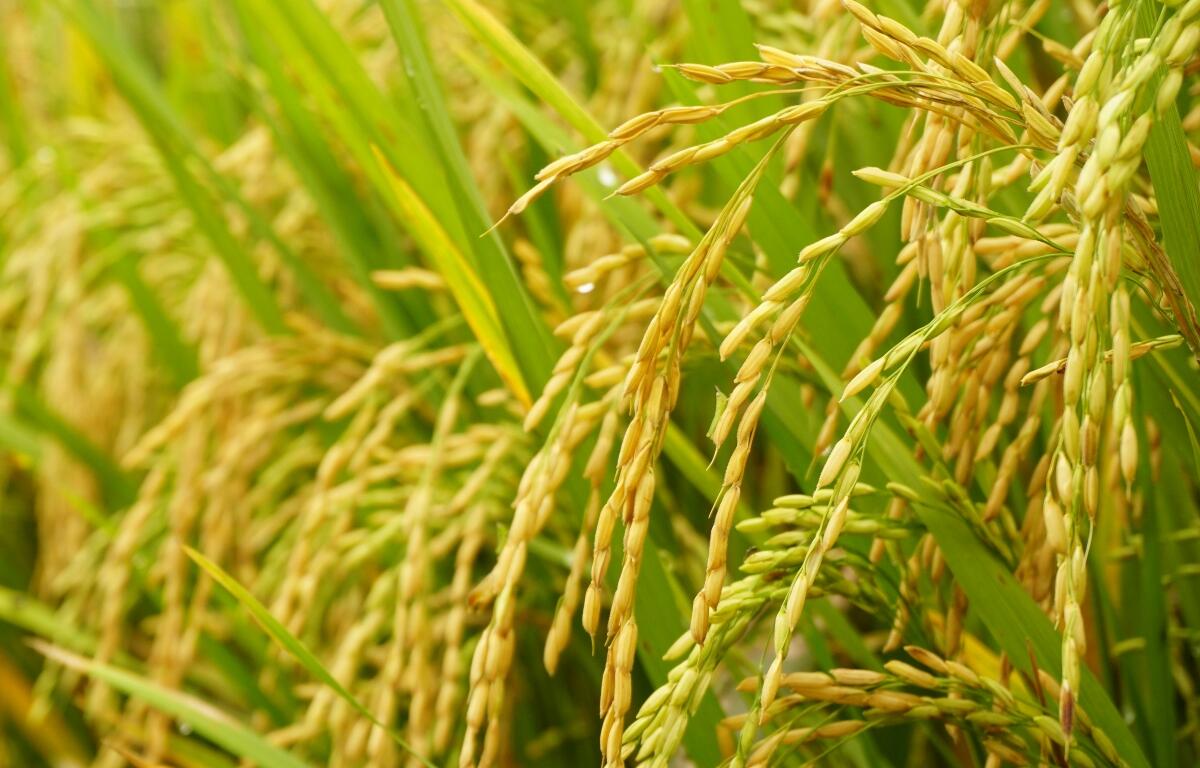 Rice crop