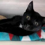 Apple is Meow Mobile's Cat of the Week