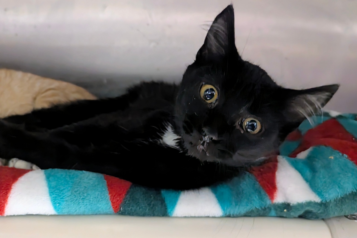 Apple is Meow Mobile's Cat of the Week
