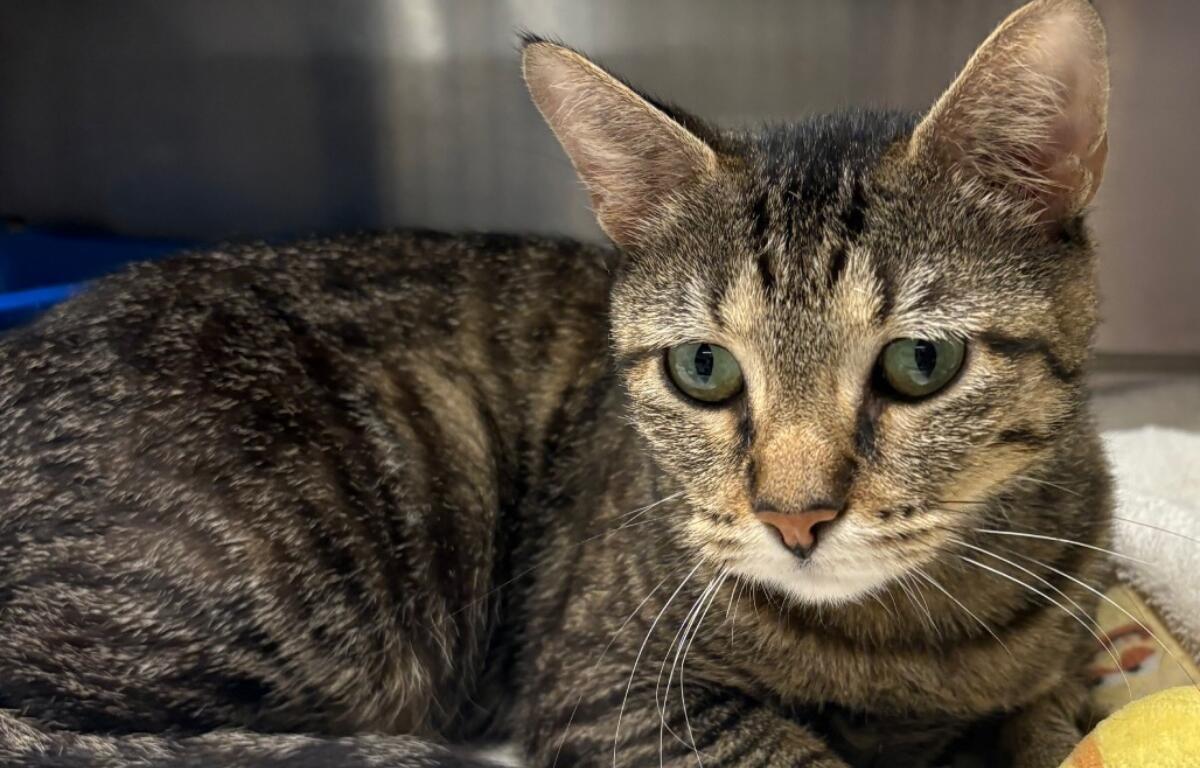 Aretha is the Animal Protective League Cat of the Week.