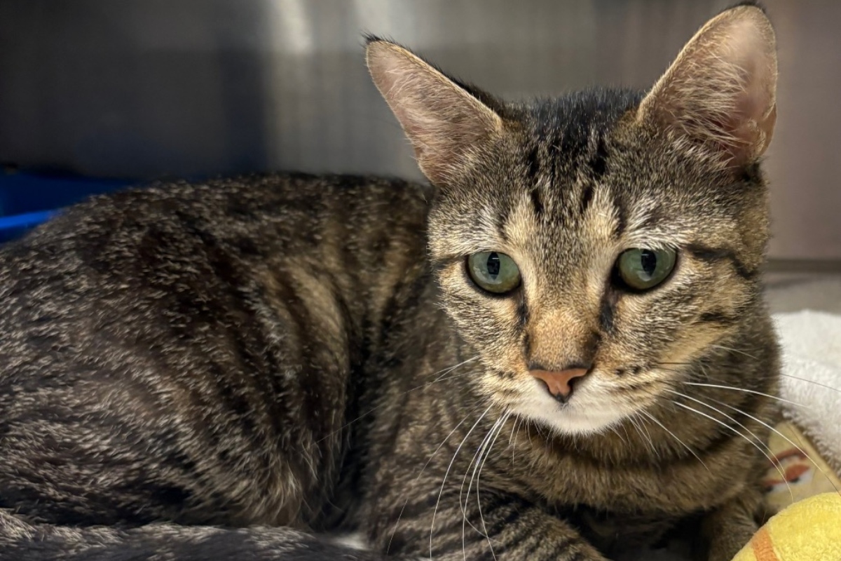 Aretha is the Animal Protective League Cat of the Week.