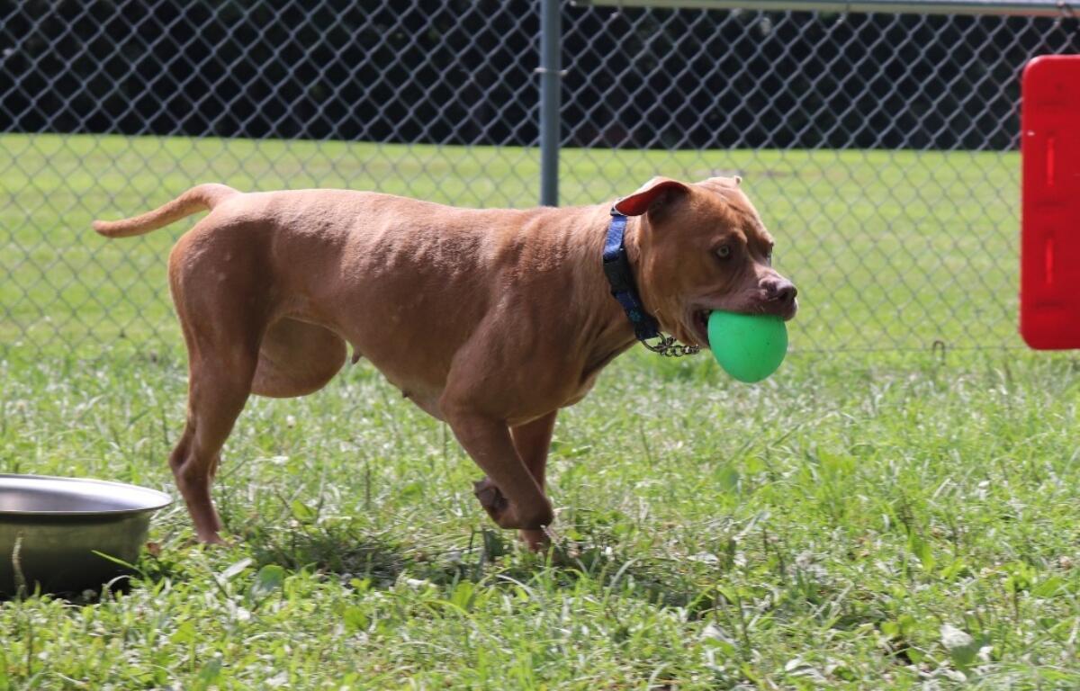 Lexi is the Animal Protective League Dog of the Week.