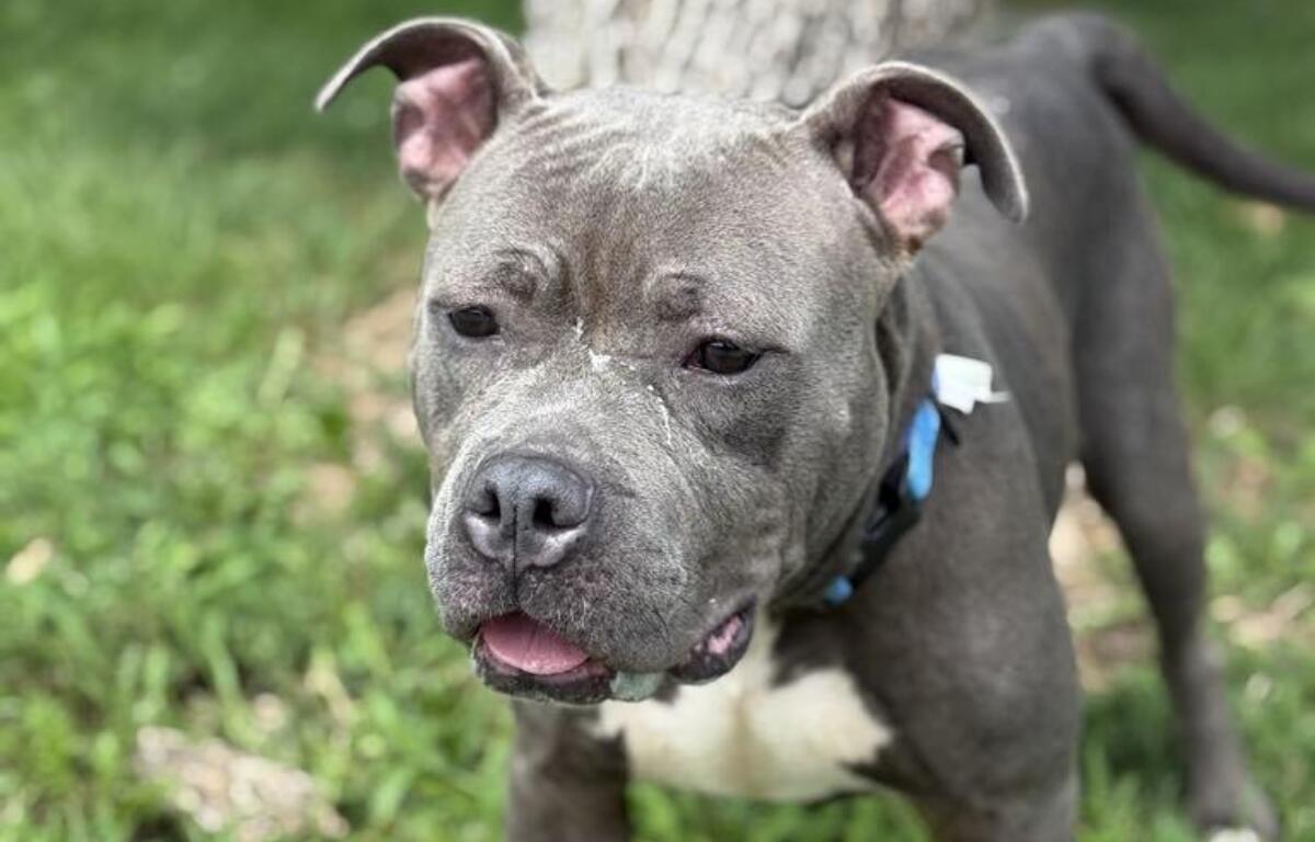 Nova is the Friends of Sangamon County Animal Control Dog of the Week.