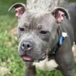 Nova is the Friends of Sangamon County Animal Control Dog of the Week.