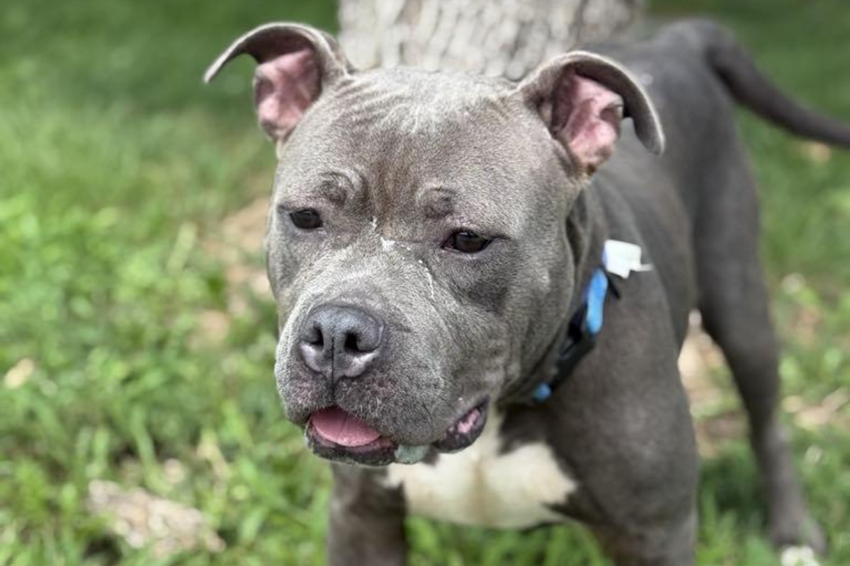 Nova is the Friends of Sangamon County Animal Control Dog of the Week.