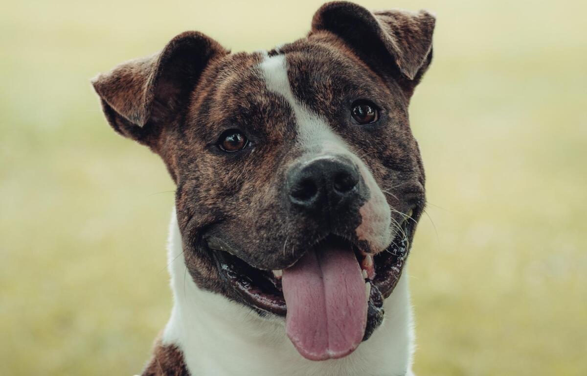 Midas Friends of Sangamon County Animal Control Dog of the Week