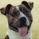 Midas Friends of Sangamon County Animal Control Dog of the Week