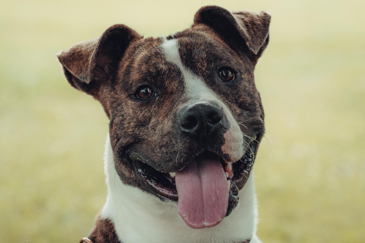 Midas Friends of Sangamon County Animal Control Dog of the Week