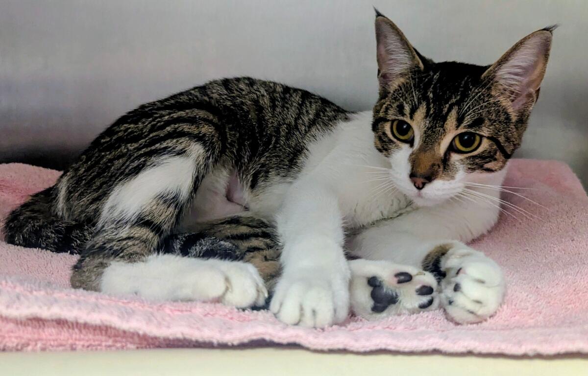 Tabitha -- Meow Mobile Cat of the Week