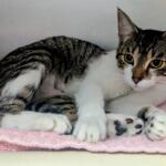 Tabitha -- Meow Mobile Cat of the Week
