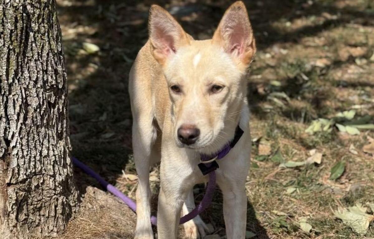 Kurt -- Friends of SCAC Dog of the Week