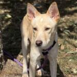 Kurt -- Friends of SCAC Dog of the Week